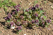 David Plant Photography - Wildlife Photography - Red dead-nettle - D