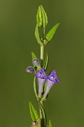 David Plant Photography - Wildlife Photography - Skullcap - B