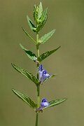 David Plant Photography - Wildlife Photography - Skullcap - E