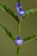 David Plant Photography - Wildlife Photography - Skullcap - F