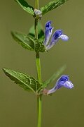 David Plant Photography - Wildlife Photography - Skullcap - G