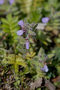 David Plant Photography - Wildlife Photography - Water germander - A