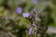 David Plant Photography - Wildlife Photography - Water germander - C