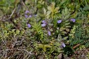 David Plant Photography - Wildlife Photography - Water germander - D