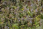 David Plant Photography - Wildlife Photography - Water germander - E