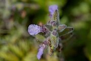 David Plant Photography - Wildlife Photography - Water germander - F