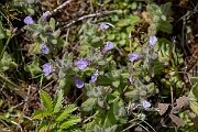 David Plant Photography - Wildlife Photography - Water germander - G