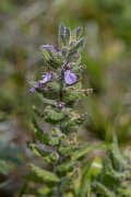 David Plant Photography - Wildlife Photography - Water germander - H