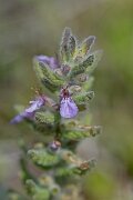David Plant Photography - Wildlife Photography - Water germander - I