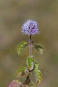 David Plant Photography - Wildlife Photography - Water mint - C