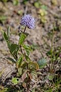 David Plant Photography - Wildlife Photography - Water mint - D