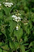 David Plant Photography - Wildlife Photography - White dead-nettle - E