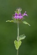 David Plant Photography - Wildlife Photography - Wild basil - B