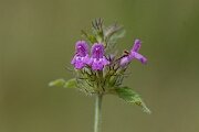 David Plant Photography - Wildlife Photography - Wild basil - C