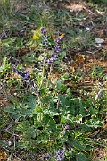 David Plant Photography - Wildlife Photography - Wild clary - C