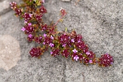 David Plant Photography - Wildlife Photography - Wild thyme - D