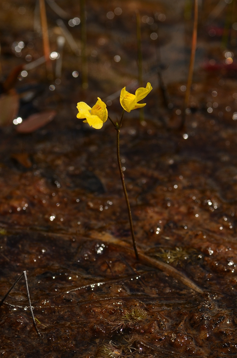 David Plant Photography - Wildlife Photography - Bladderwort - A.jpg - Bladderwort flowers - Dorset