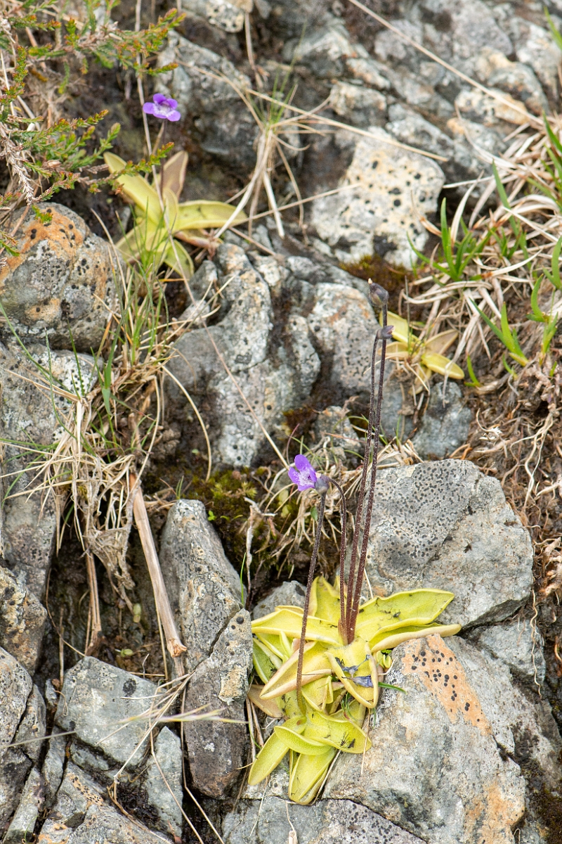 David Plant Photography - Wildlife Photography - Common butterwort - G.jpg - Common butterwort - Cumbria