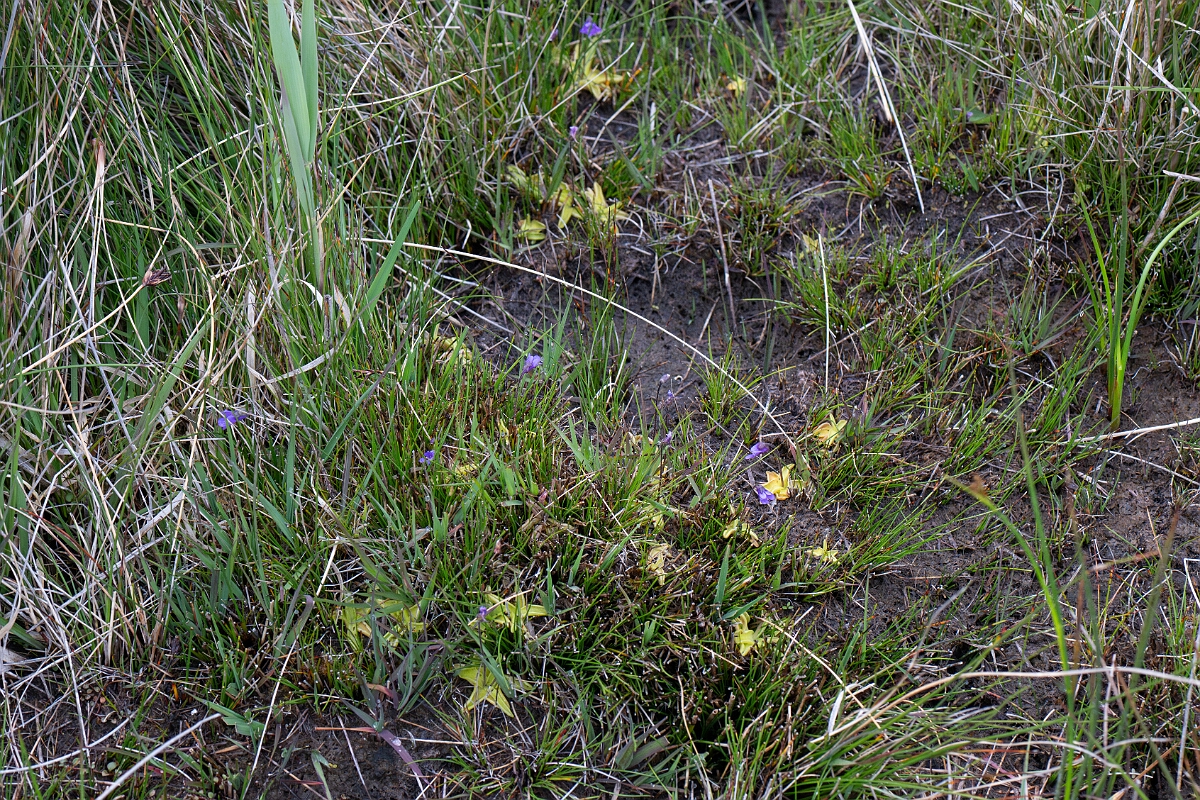 David Plant Photography - Wildlife Photography - Common butterwort - K.jpg - Common butterwort - Cornwall