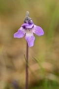 David Plant Photography - Wildlife Photography - Common butterwort - B