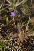 David Plant Photography - Wildlife Photography - Common butterwort - C