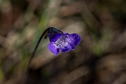 David Plant Photography - Wildlife Photography - Common butterwort - I