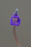 David Plant Photography - Wildlife Photography - Common butterwort - L