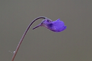 David Plant Photography - Wildlife Photography - Common butterwort - M