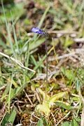 David Plant Photography - Wildlife Photography - Common butterwort - N