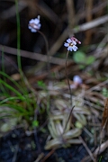 David Plant Photography - Wildlife Photography - Pale butterwort - A