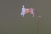 David Plant Photography - Wildlife Photography - Pale butterwort - D