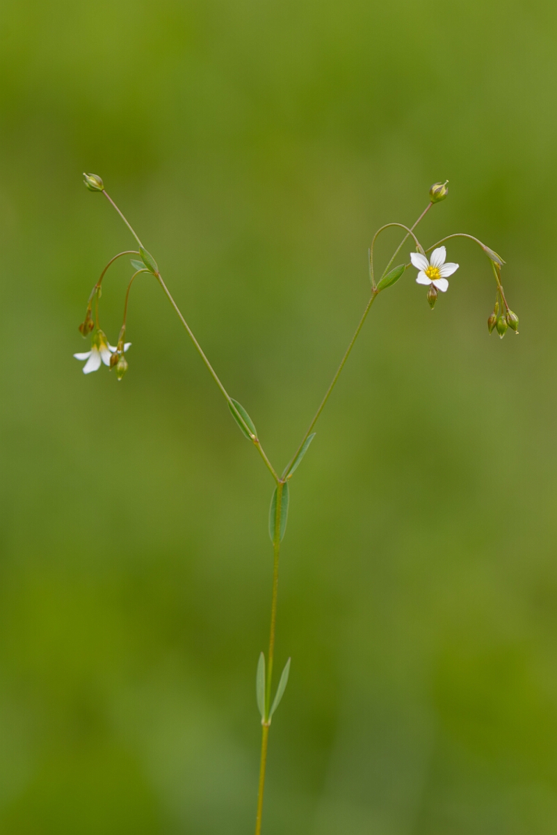 David Plant Photography - Wildlife Photography - Fairy flax - D.jpg - Fairy flax, Linum catharticum, plant - Gloucestershire