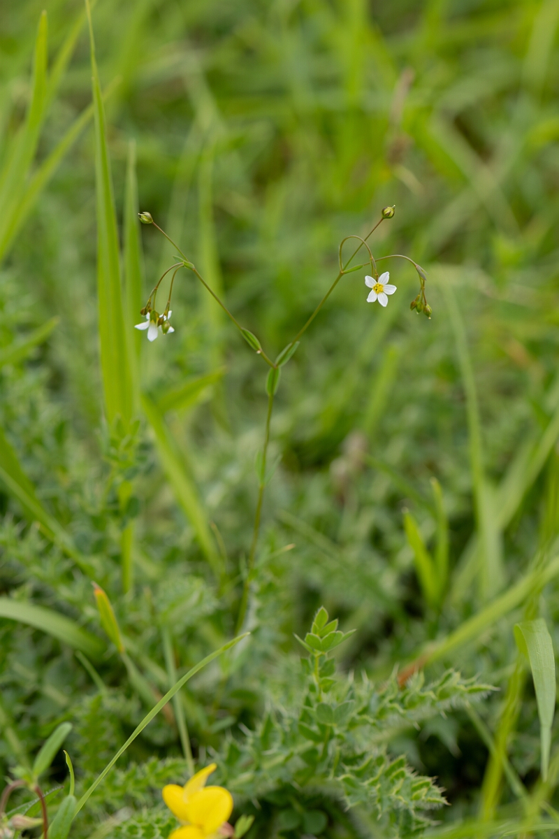 David Plant Photography - Wildlife Photography - Fairy flax - E.jpg - Fairy flax, Linum catharticum, plant - Gloucestershire