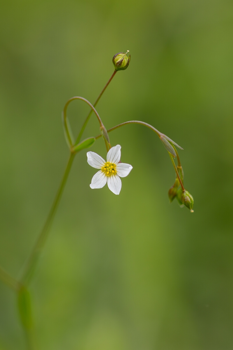 David Plant Photography - Wildlife Photography - Fairy flax - F.jpg - Fairy flax, Linum catharticum, flower - Gloucestershire