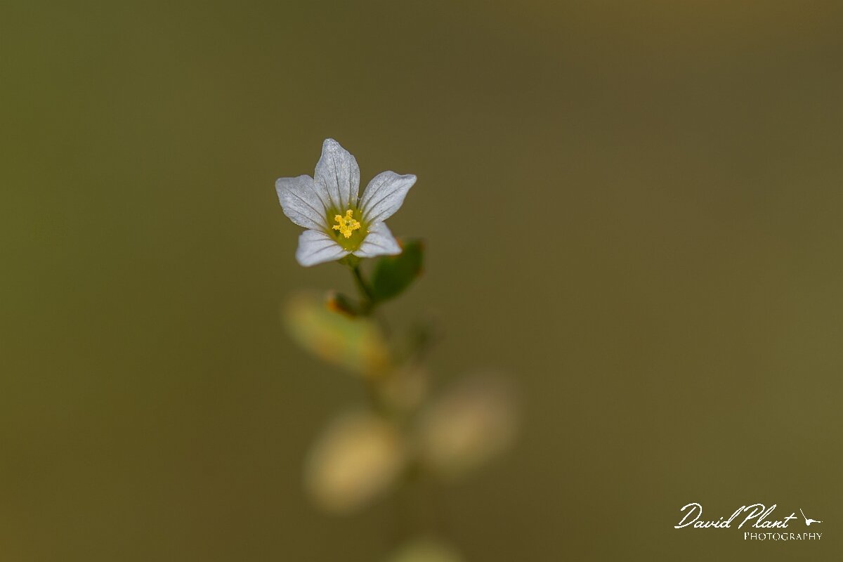 David Plant Photography - Wildlife Photography - Fairy flax - G.jpg - Fairy flax, Linum catharticum, flower - Devon