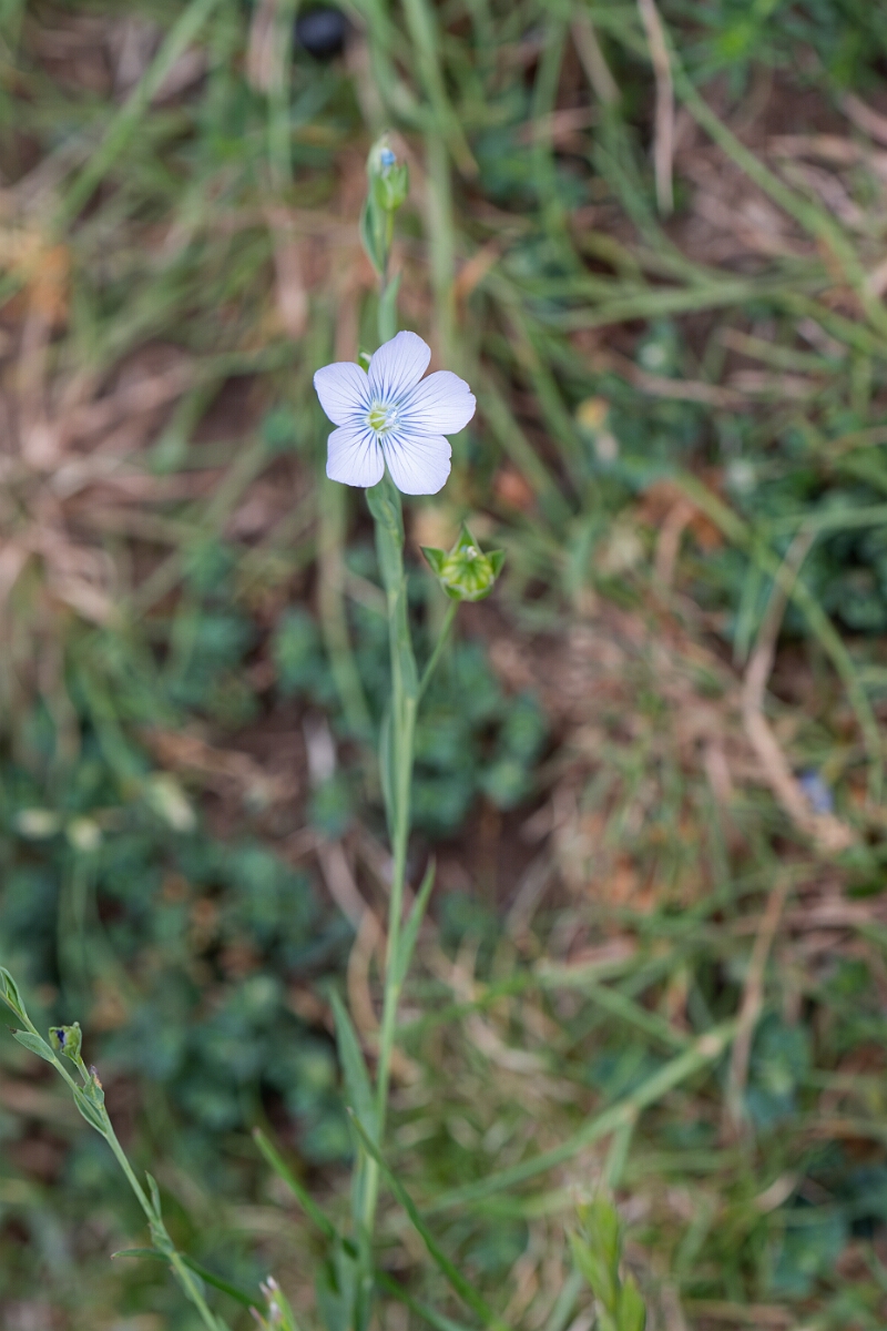 David Plant Photography - Wildlife Photography - Pale flax - H.jpg - Pale flax, plant - Somerset