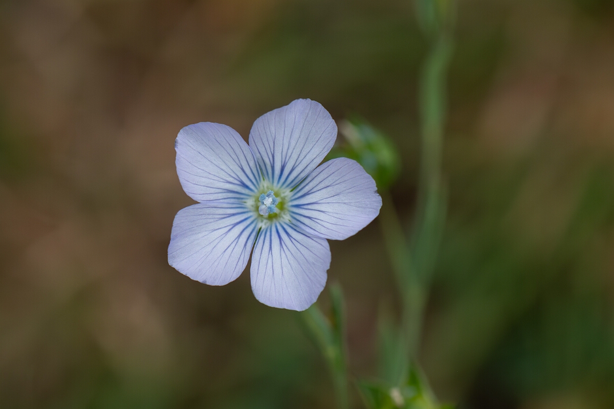 David Plant Photography - Wildlife Photography - Pale flax - I.jpg - Pale flax, flower - Somerset