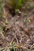David Plant Photography - Wildlife Photography - Allseed - B