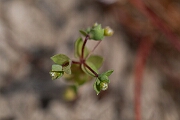 David Plant Photography - Wildlife Photography - Allseed - C