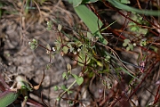 David Plant Photography - Wildlife Photography - Allseed - E