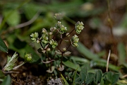 David Plant Photography - Wildlife Photography - Allseed - F