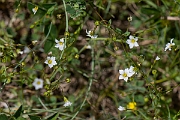 David Plant Photography - Wildlife Photography - Fairy flax - C