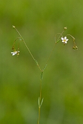 David Plant Photography - Wildlife Photography - Fairy flax - D