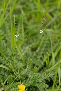 David Plant Photography - Wildlife Photography - Fairy flax - E