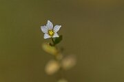 David Plant Photography - Wildlife Photography - Fairy flax - G