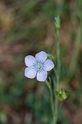 David Plant Photography - Wildlife Photography - Pale flax - G