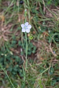 David Plant Photography - Wildlife Photography - Pale flax - H