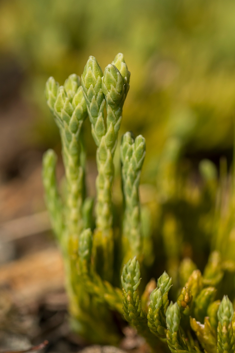 David Plant Photography - Wildlife Photography - Alpine clubmoss - C.jpg - Alpine clubmoss - Ayrshire