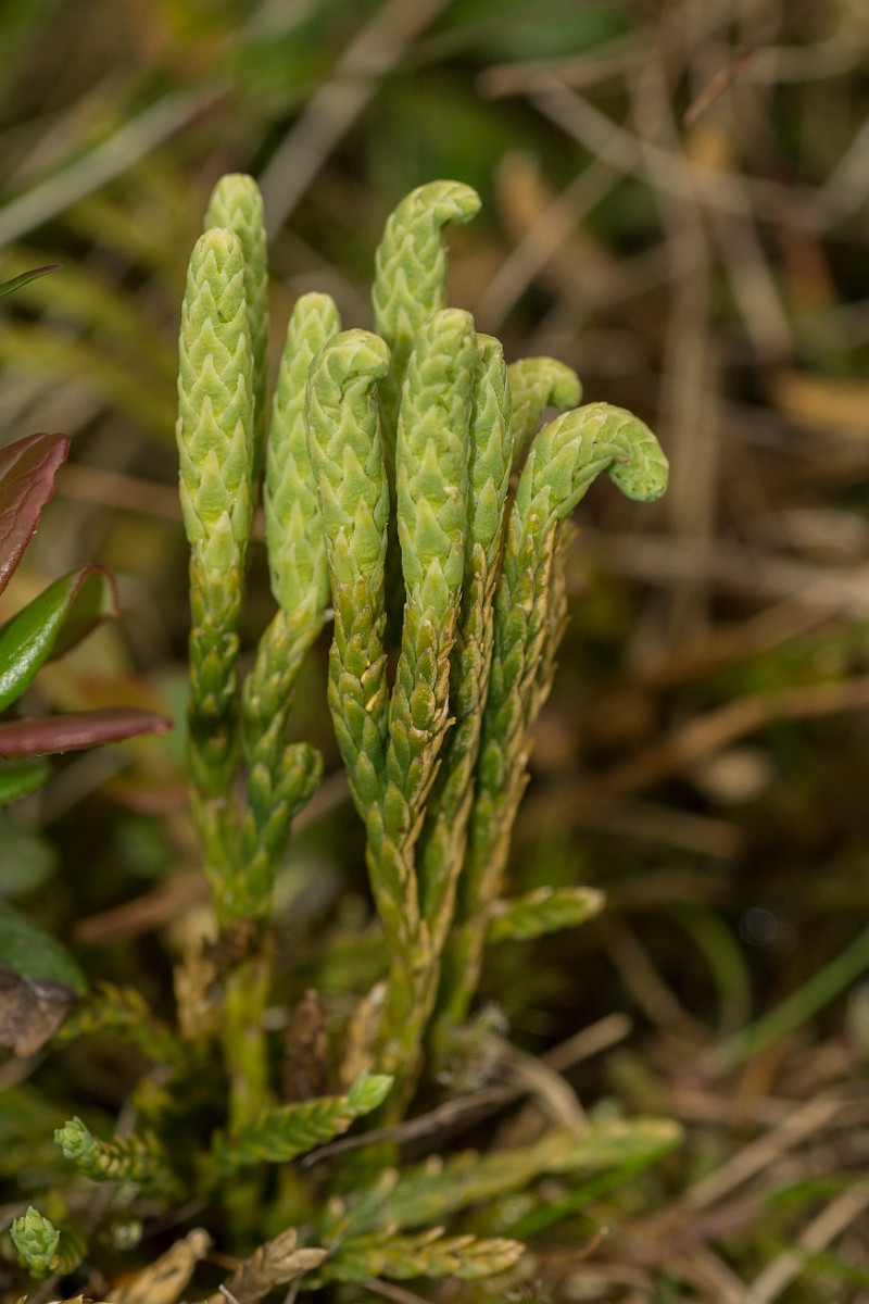 David Plant Photography - Wildlife Photography - Alpine clubmoss - E.jpg - Alpine clubmoss - Dumfries and Galloway