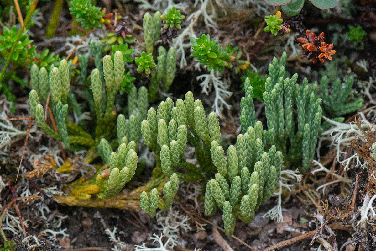 David Plant Photography - Wildlife Photography - Alpine clubmoss - I.JPG - Alpine clubmoss - Cairngorms
